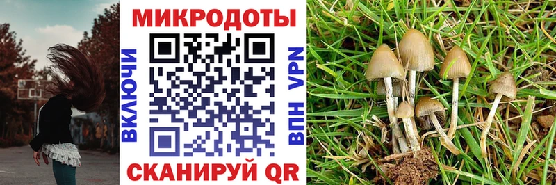 где можно купить   Великий Устюг  Галлюциногенные грибы Psilocybine cubensis 